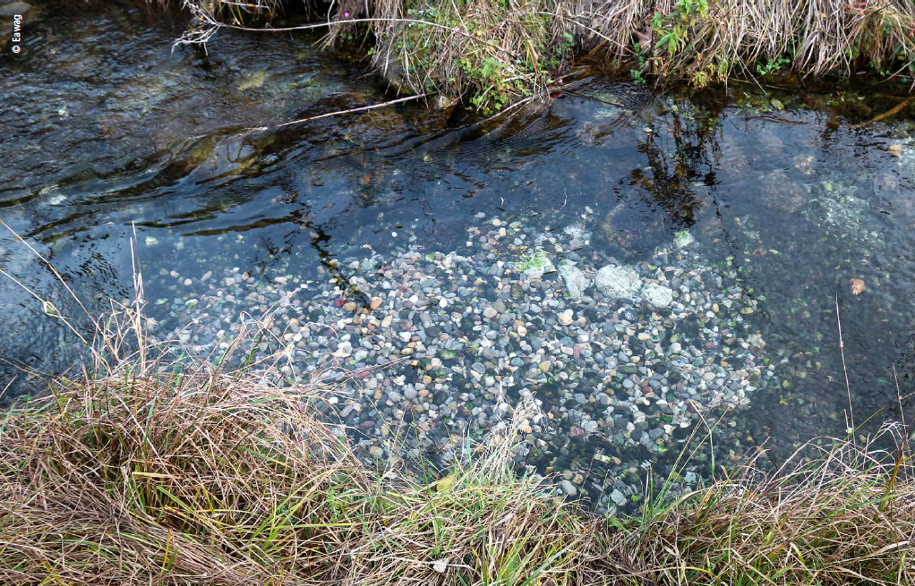 Kartierung von Forellen-Laichgruben funktioniert gut an klaren Bächen