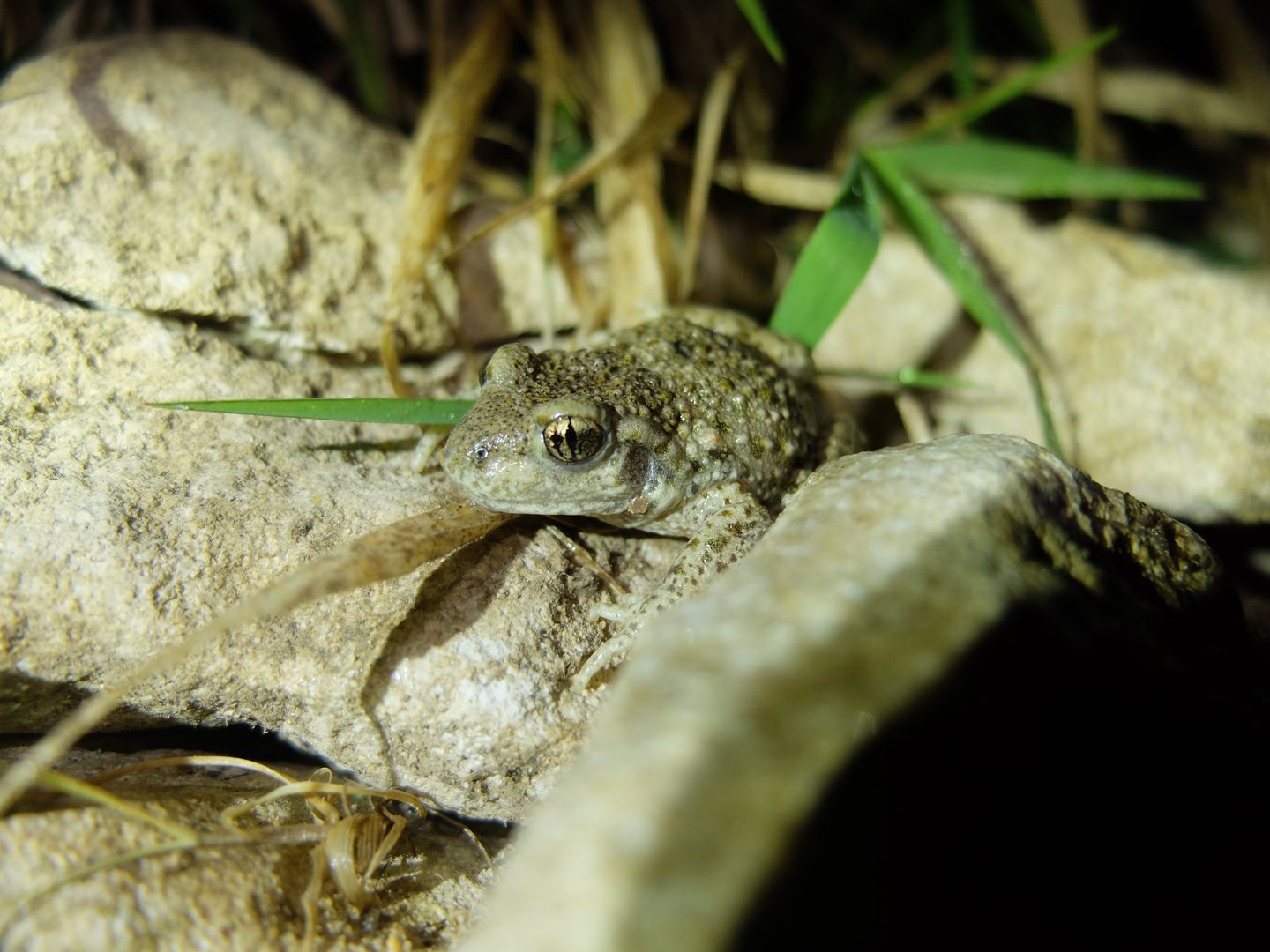 Geburtshelferkröte auf einem Stein sitzend
