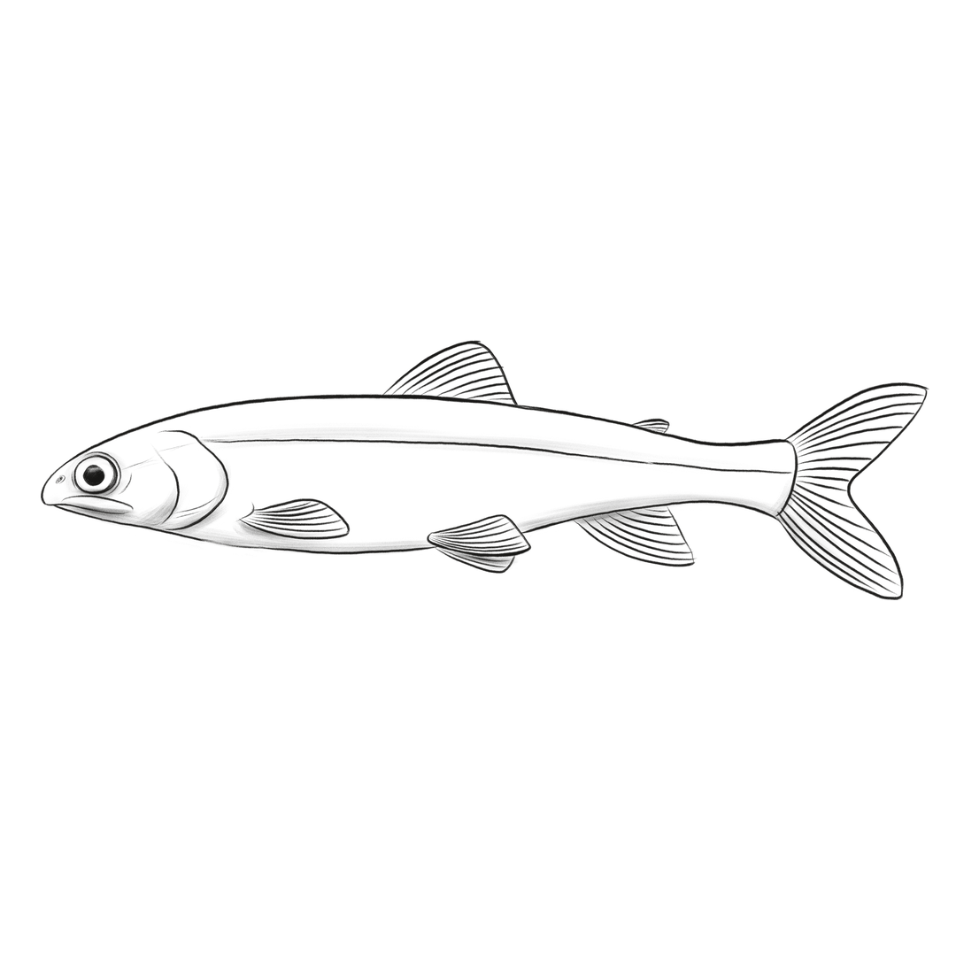 Zeichnung eines Tiefseesaiblings, ein kleiner und unscheinbarer Fisch