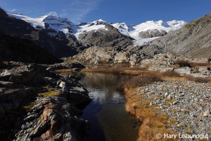 Eine Landschaft aus Steinen, Fels, Wasser und Pionierpflanzen mit Bergen und Gletscher im Hintergrund.