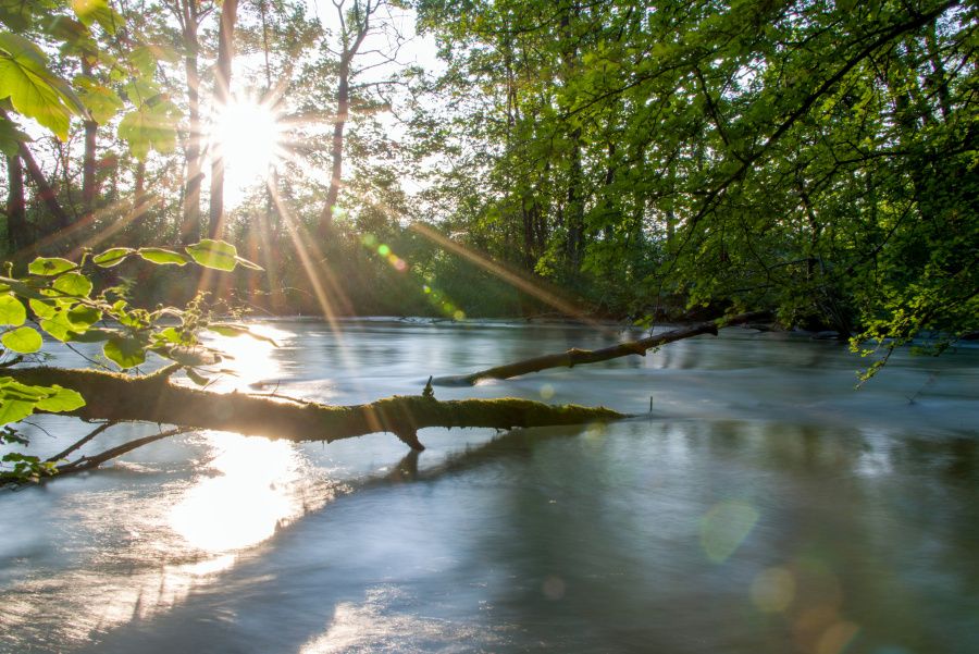Natürliche Flussauen entlang der Alten Aare bei Lyss