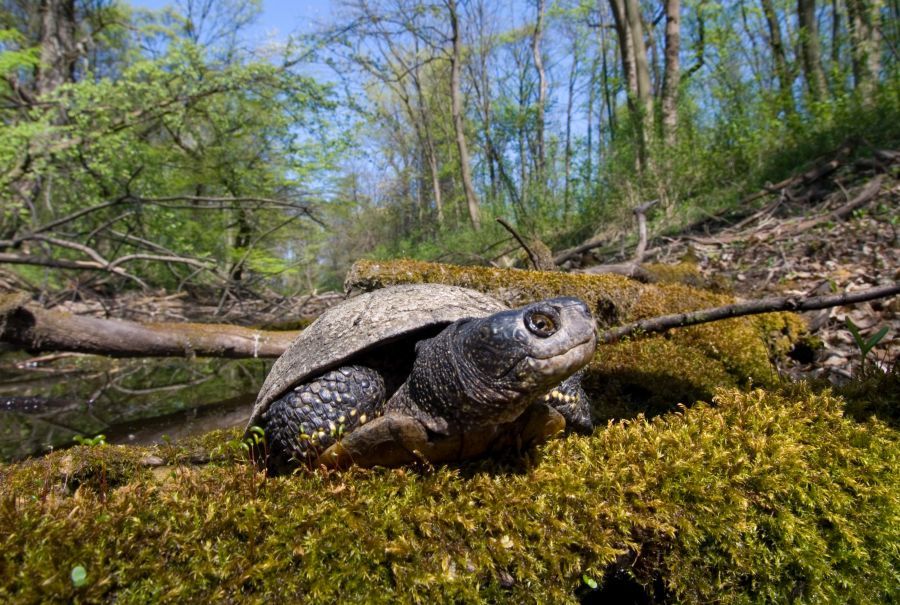 Europäische Sumpfschildkröte im Auenwald