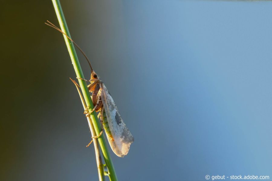 Köcherfliege auf Gras