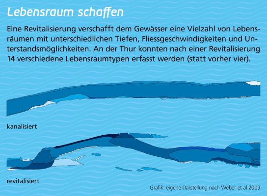 Graphik, die Anzahl von Lebensräumen im kanalisierten Fluss und im revitalisierten Fluss vergleicht. Kanalisiert: 4 Lebensraumtypen. Revitalisiert: 14 Lebensraumtypen