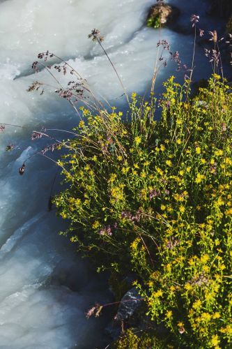 Punktdiagramm, das zeigt, dass eine negative Korrelation zwischen Felchenlänge und Besatz mit Felcheneiern zeigt.
