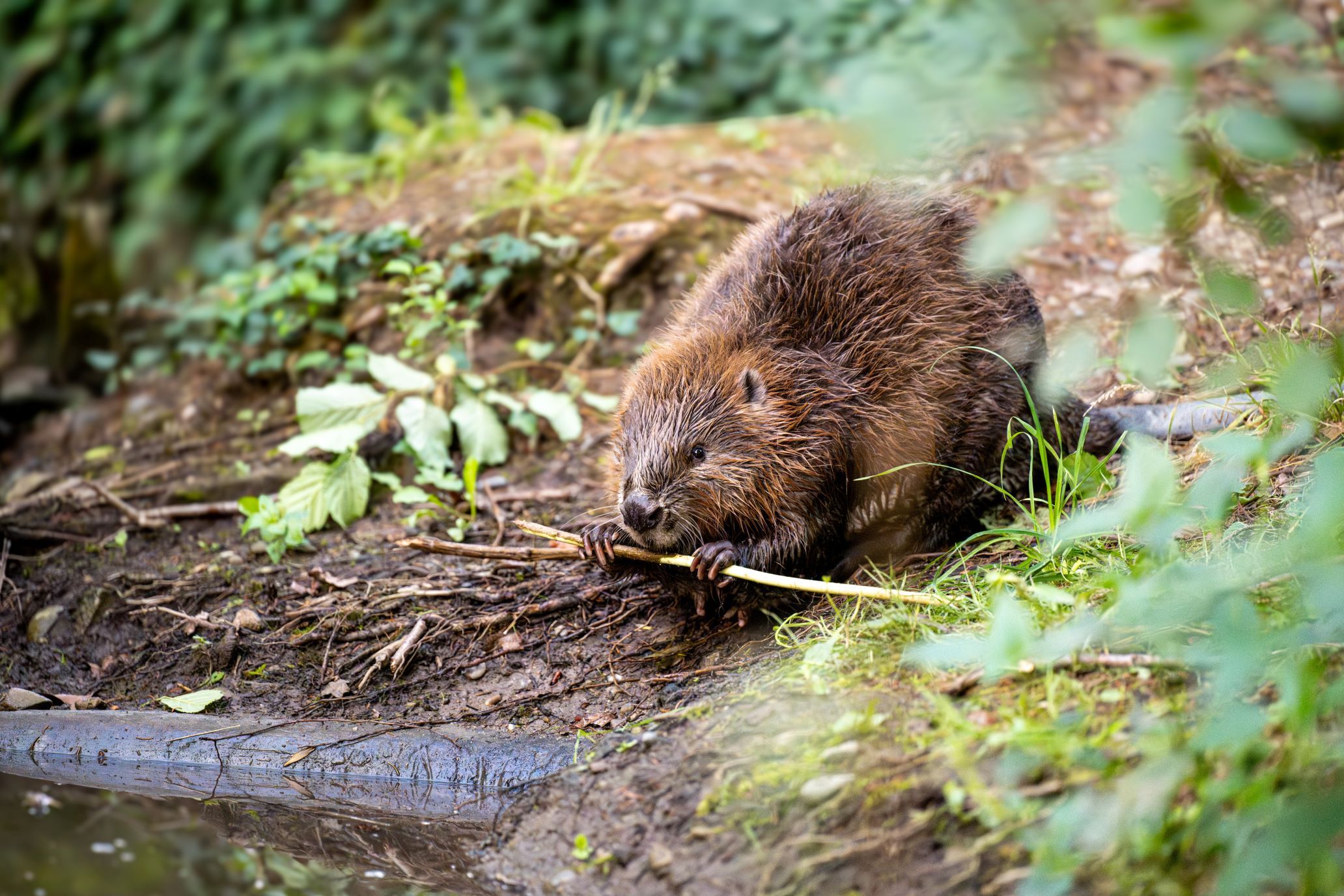 Die Märchenhafte: Biber und Co erleben